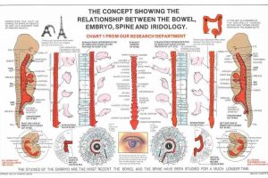 Bowel, Embryo, Spine and Iridology