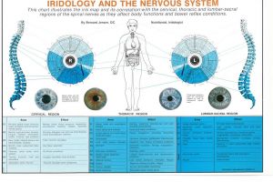 Iridology and the Nervous System